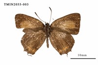 藏品(渡氏烏灰蝶)的圖片